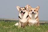 CORGI PEMBROKE 1240